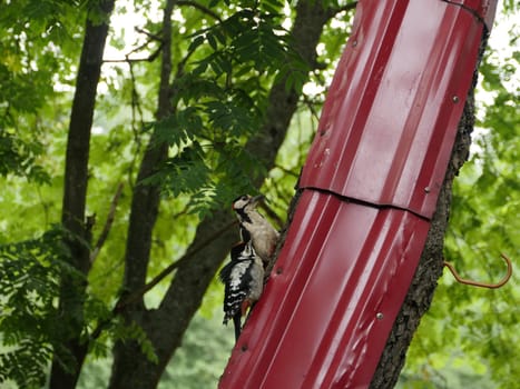 Adult Great Red-headed Woodpecker with its chick