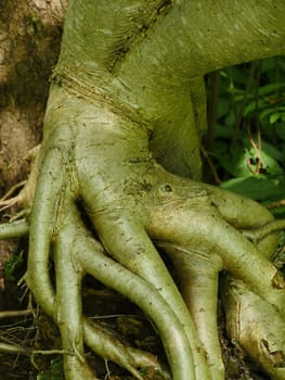 intricately intertwined roots of a tree in the forest