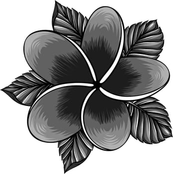 frangipani flower isolated on white