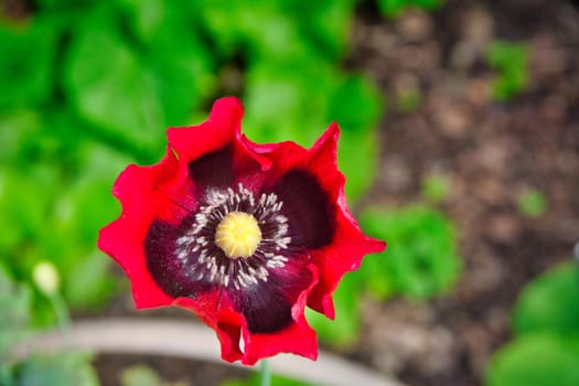Red Poppy Papaver Flower Closeup view from above
