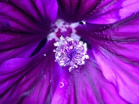 mallow, medicinal plant flower