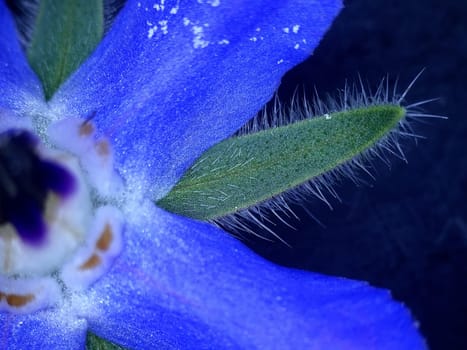 Borage, spice and medicine with flower