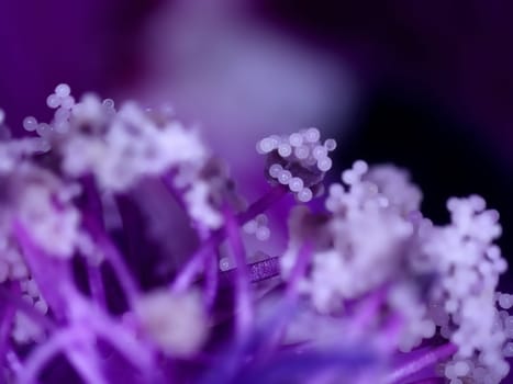 mallow, medicinal plant flower