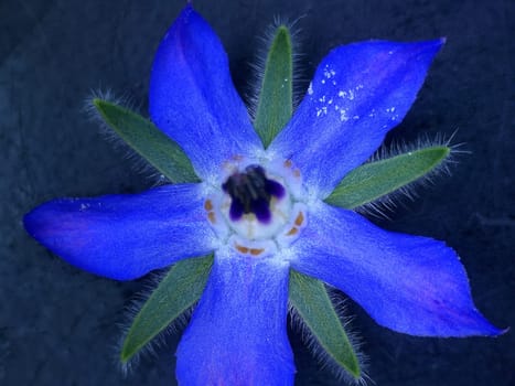 Borage, spice and medicine with flower