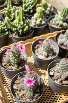 Cactus succulents in a planter, stock photo