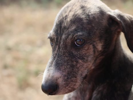 beautiful fast spanish greyhound dog energy hunting race