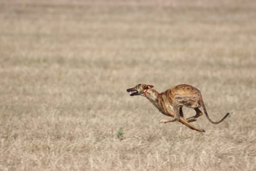 beautiful fast spanish greyhound dog energy hunting race