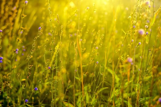 Atmospheric natural background with meadow vegetation in the rays of the rising sun. Bottom view. Toning
