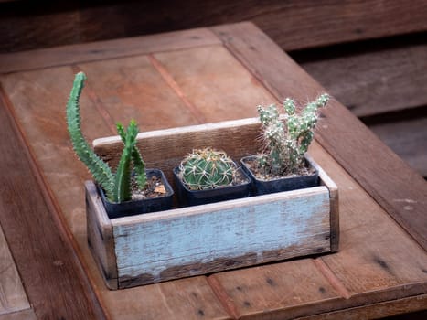 cactus in wooden pots placed on the wooden table
