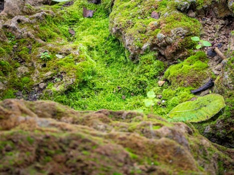 fern and moss and little plant growing on tree and rock