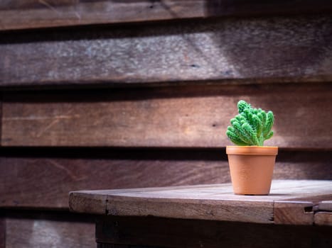cactus in wooden pots placed on the wooden table
