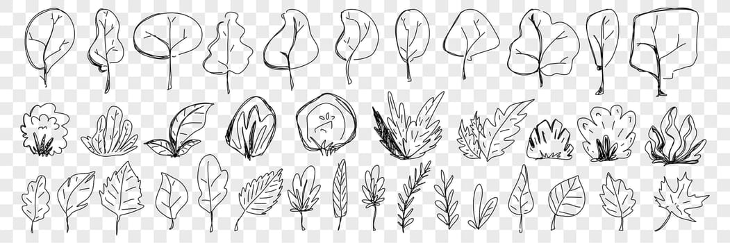 Leaves from trees and plants doodle set. Collection of hand drawn natural elegant leaves fallen from trees and plants natural elegant pattern isolated on transparent background