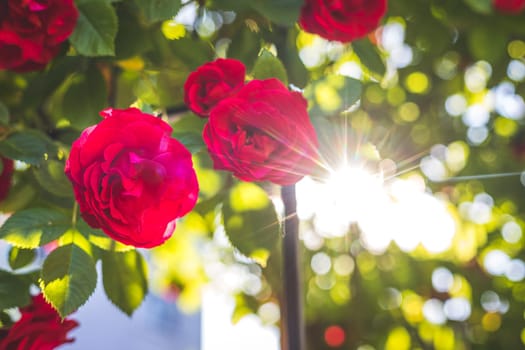 Close up picture of red roses in the own garden, spring time