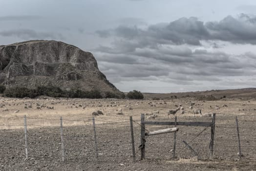 Flock of sheep on pasture north of Punta Arenas, Patagonia, Chile