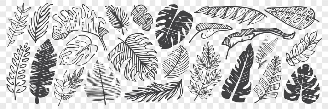 Hand drawn leaves doodle set. Collection of pencil chalk drawing sketches different shape tree foliage isolated on transparent background. Part of plants illustration.
