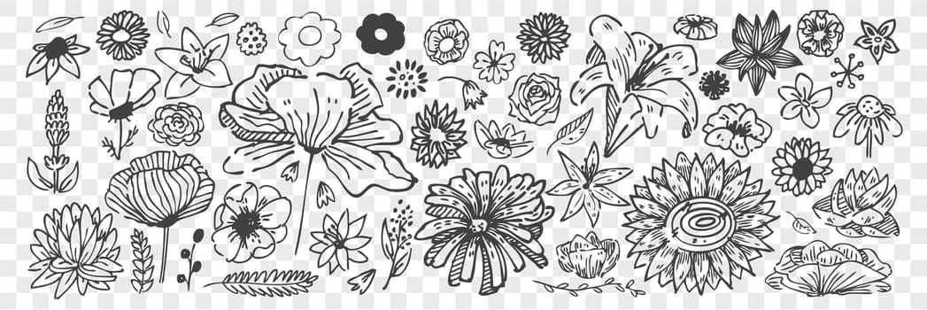Hand drawn flowers doodle set. Collection of pencil chalk drawing sketches different blossoming blooms cornflower chamomile rose lily isolated on transparent background. Meadow plants illustration.