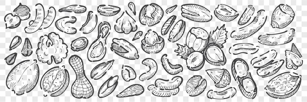 Hand drawn nuts doodle set. Collection pencil chalk drawing sketches of almond cashews macadamia peanuts cedar pistachios hazelnuts walnuts seeds on transparent background. Natural food illustration.