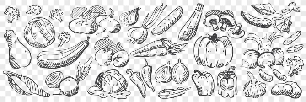 Hand drawn vegetables doodle set. Collection of pencil pen chalk drawing sketches of pepper pumpkin mushrooms eggplant tomato onion garlic and cucumber. Harvesting food and farming illustration.