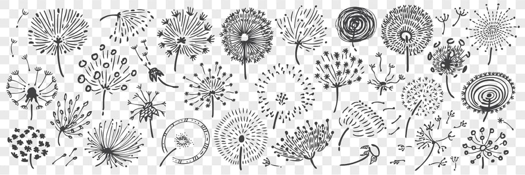 Hand drawn dandelion doodle set. Collection of pencil chalk drawing sketches of different various form blowball flower on transparent background. Nature beautiful field plant illustration.