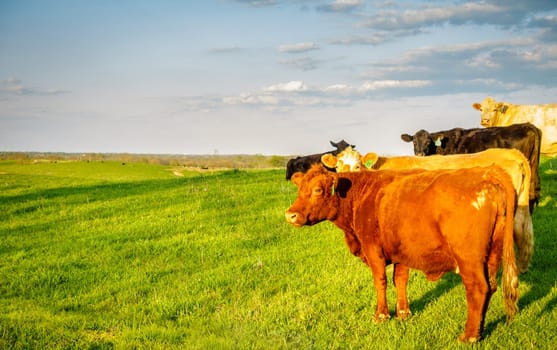 A group of cows on a pasture in Central Kentucky