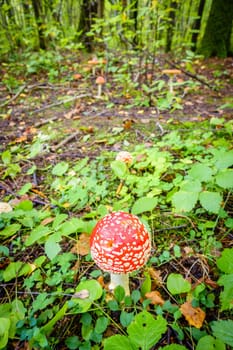 Close-up image of an amanita mushroom in forest in Russia