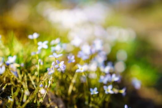 Creeping Bluet flowers in a forest in early spring in Central Kentucky