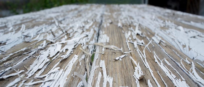 White paint peeling off over wooden surface. Closeup