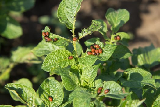 biological agriculture problems. many bugs on potato leaves