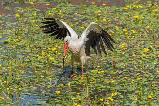 a white stork (Ciconia ciconia) catches and eats snake in the nature reserve kuehkopf, hesse, germany