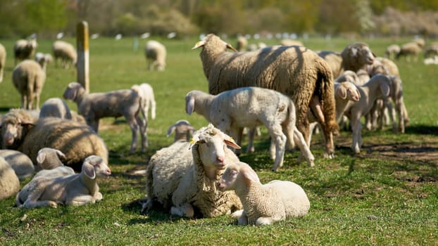 Flock of sheep for landscape maintenance on a meadow in Herrenkrugpark near Magdeburg in Germany
