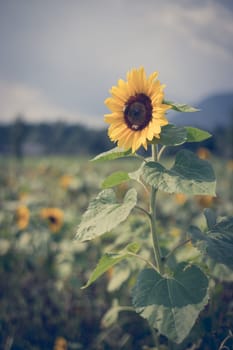 Field of beautiful blooming sunflowers in summer, cloudy sky