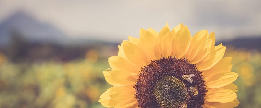 Field of beautiful blooming sunflowers in summer, cloudy sky
