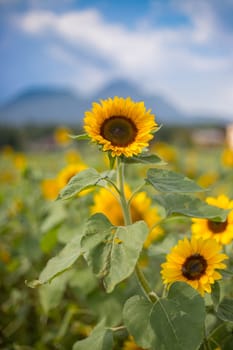 Field of beautiful blooming sunflowers in summer, blue sky