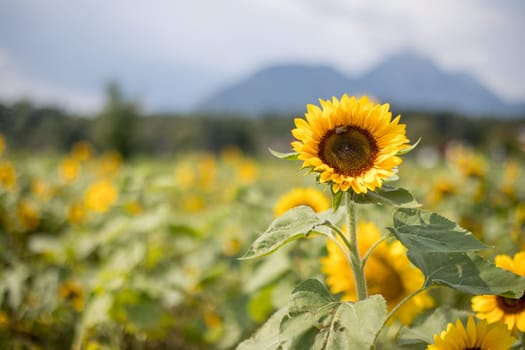 Field of beautiful blooming sunflowers in summer, cloudy sky