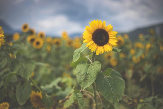 Field of blooming sunflowers in the summer