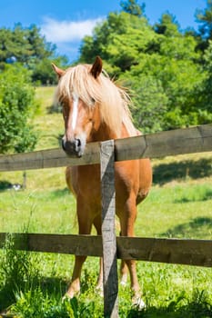 Curious brown horse on green meadow, Italy