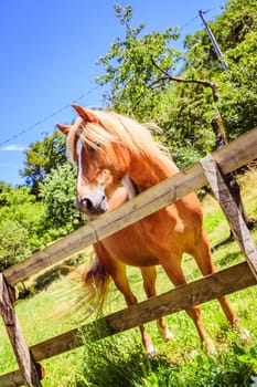 Curious brown horse on green meadow, Italy