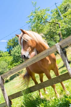 Curious brown horse on green meadow, Italy