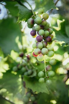 Close up of vine grapes in Italy, Sunshine