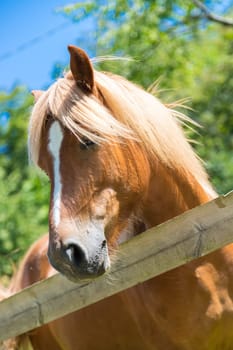 Curious brown horse on green meadow, Italy