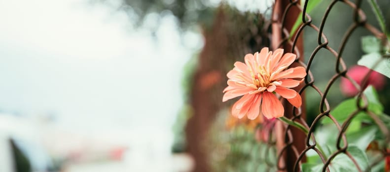 Beautiful red flower in the backyard, bokeh background and evening sun