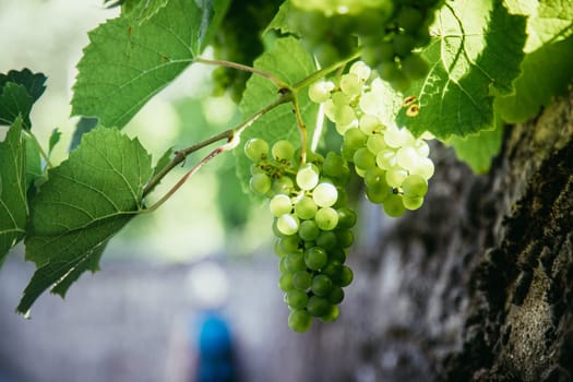 Close up of vine grapes in Italy, Sunshine