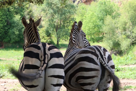 beautiful zebras wild animals herbivores fast stripes