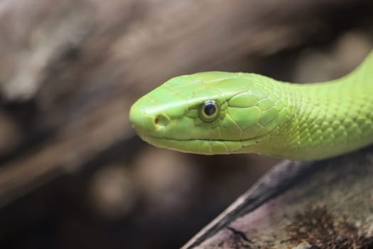 beautiful dangerous snake silent stealth reptile venom