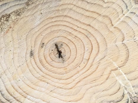 Wood texture of cut tree trunk. Close-up. Detailed natural light tan of a felled tree trunk or stump. Smooth organic texture of tree rings with close up of end grain.