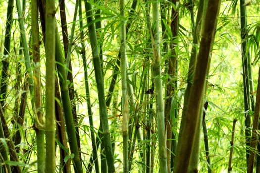 bamboo background in nature at day