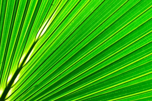 Beautiful green palm leaf background with backlighting