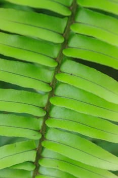 Fern leaf texture, Natural abstraction in forest