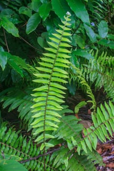 Fern leaf texture, Natural abstraction in forest