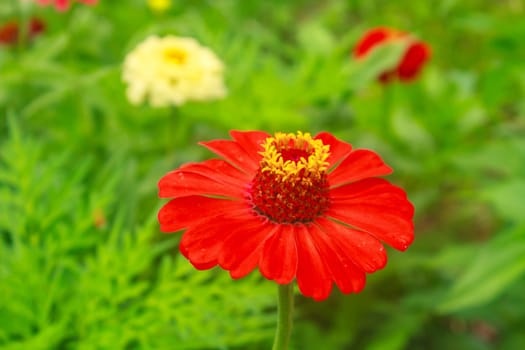Zinnia elegans in field, summer in garden Thailand